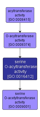 GO:0016412 - serine O-acyltransferase activity (interactive image map)