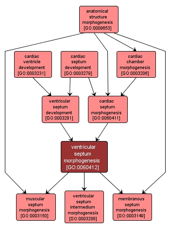 GO:0060412 - ventricular septum morphogenesis (interactive image map)