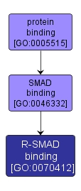 GO:0070412 - R-SMAD binding (interactive image map)