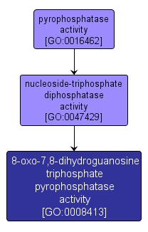 GO:0008413 - 8-oxo-7,8-dihydroguanosine triphosphate pyrophosphatase activity (interactive image map)