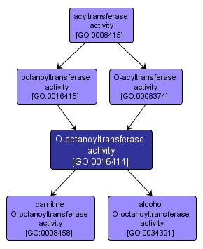 GO:0016414 - O-octanoyltransferase activity (interactive image map)