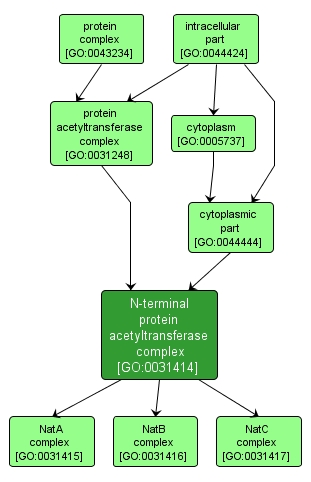 GO:0031414 - N-terminal protein acetyltransferase complex (interactive image map)