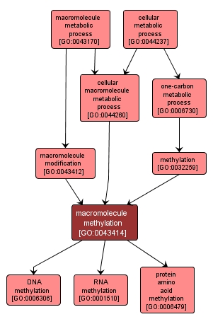 GO:0043414 - macromolecule methylation (interactive image map)