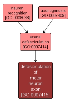 GO:0007415 - defasciculation of motor neuron axon (interactive image map)