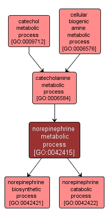 GO:0042415 - norepinephrine metabolic process (interactive image map)
