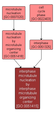 GO:0051415 - interphase microtubule nucleation by interphase microtubule organizing center (interactive image map)