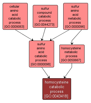 GO:0043418 - homocysteine catabolic process (interactive image map)