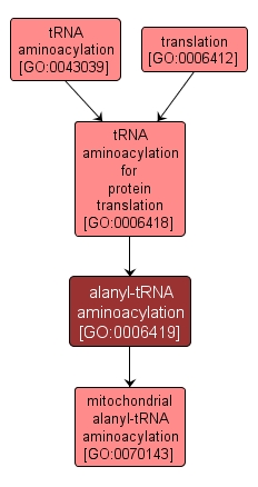 GO:0006419 - alanyl-tRNA aminoacylation (interactive image map)