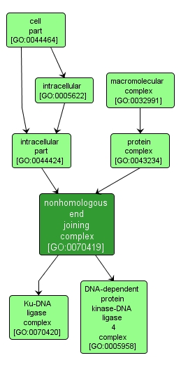 GO:0070419 - nonhomologous end joining complex (interactive image map)