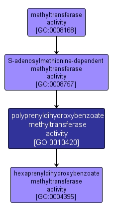 GO:0010420 - polyprenyldihydroxybenzoate methyltransferase activity (interactive image map)