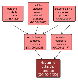 GO:0042420 - dopamine catabolic process (interactive image map)