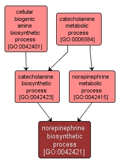 GO:0042421 - norepinephrine biosynthetic process (interactive image map)