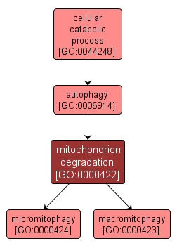 GO:0000422 - mitochondrion degradation (interactive image map)