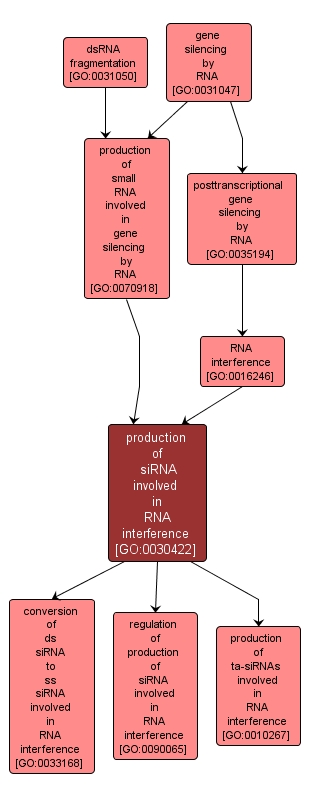 GO:0030422 - production of siRNA involved in RNA interference (interactive image map)