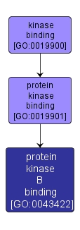 GO:0043422 - protein kinase B binding (interactive image map)
