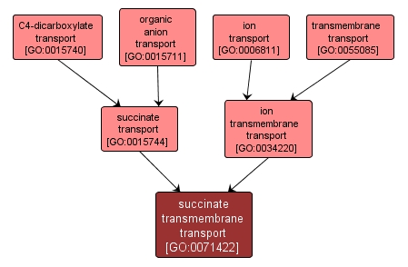 GO:0071422 - succinate transmembrane transport (interactive image map)