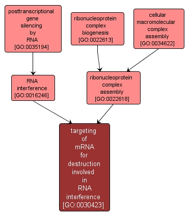 GO:0030423 - targeting of mRNA for destruction involved in RNA interference (interactive image map)