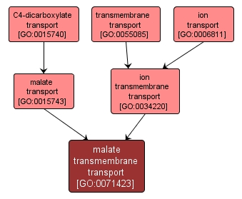 GO:0071423 - malate transmembrane transport (interactive image map)