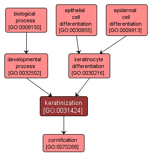 GO:0031424 - keratinization (interactive image map)