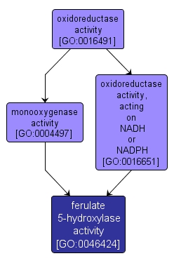 GO:0046424 - ferulate 5-hydroxylase activity (interactive image map)