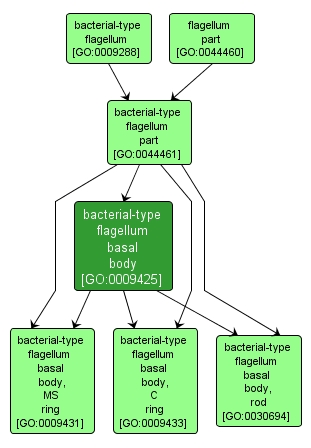 GO:0009425 - bacterial-type flagellum basal body (interactive image map)