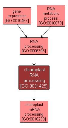 GO:0031425 - chloroplast RNA processing (interactive image map)
