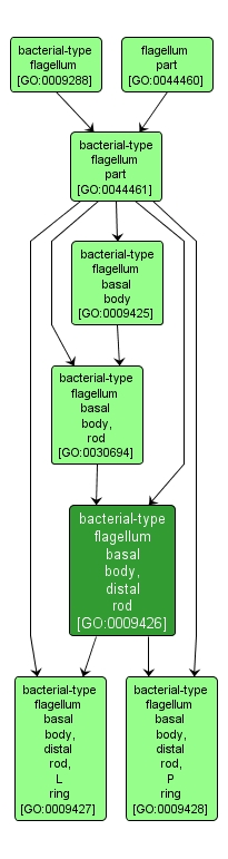 GO:0009426 - bacterial-type flagellum basal body, distal rod (interactive image map)