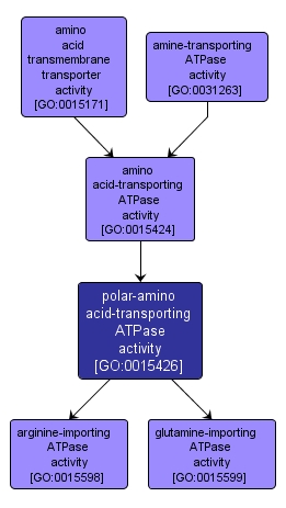 GO:0015426 - polar-amino acid-transporting ATPase activity (interactive image map)