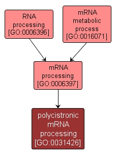 GO:0031426 - polycistronic mRNA processing (interactive image map)