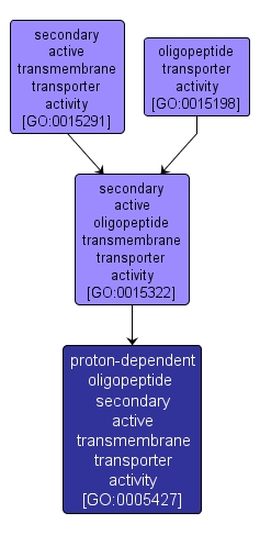 GO:0005427 - proton-dependent oligopeptide secondary active transmembrane transporter activity (interactive image map)