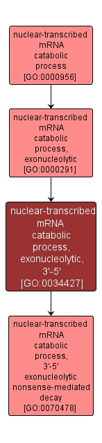 GO:0034427 - nuclear-transcribed mRNA catabolic process, exonucleolytic, 3'-5' (interactive image map)