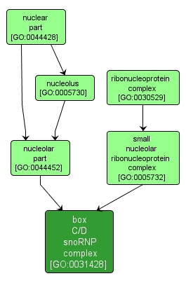 GO:0031428 - box C/D snoRNP complex (interactive image map)