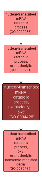 GO:0034428 - nuclear-transcribed mRNA catabolic process, exonucleolytic, 5'-3' (interactive image map)