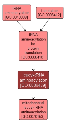 GO:0006429 - leucyl-tRNA aminoacylation (interactive image map)