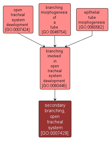 GO:0007429 - secondary branching, open tracheal system (interactive image map)