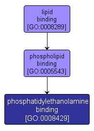 GO:0008429 - phosphatidylethanolamine binding (interactive image map)