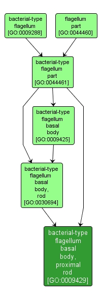 GO:0009429 - bacterial-type flagellum basal body, proximal rod (interactive image map)
