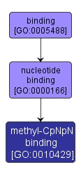 GO:0010429 - methyl-CpNpN binding (interactive image map)