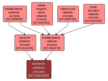 GO:0042429 - serotonin catabolic process (interactive image map)