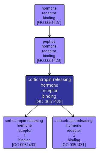 GO:0051429 - corticotropin-releasing hormone receptor binding (interactive image map)