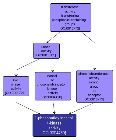 GO:0004430 - 1-phosphatidylinositol 4-kinase activity (interactive image map)