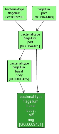 GO:0009431 - bacterial-type flagellum basal body, MS ring (interactive image map)