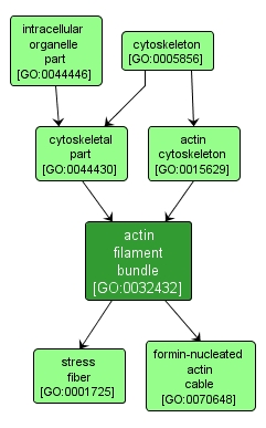 GO:0032432 - actin filament bundle (interactive image map)