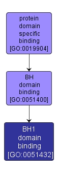 GO:0051432 - BH1 domain binding (interactive image map)
