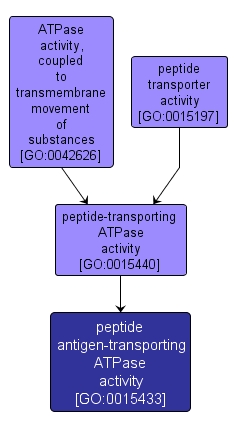GO:0015433 - peptide antigen-transporting ATPase activity (interactive image map)