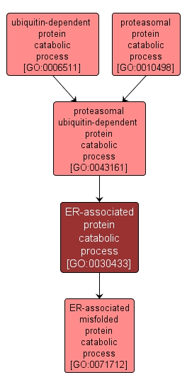 GO:0030433 - ER-associated protein catabolic process (interactive image map)