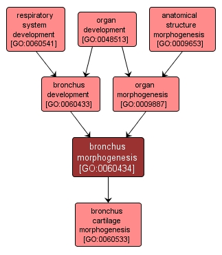 GO:0060434 - bronchus morphogenesis (interactive image map)