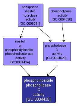 GO:0004435 - phosphoinositide phospholipase C activity (interactive image map)