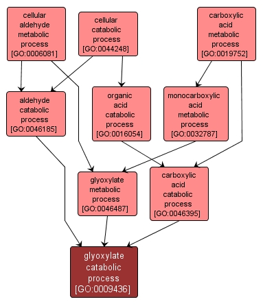 GO:0009436 - glyoxylate catabolic process (interactive image map)