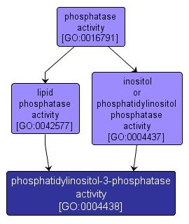 GO:0004438 - phosphatidylinositol-3-phosphatase activity (interactive image map)